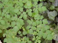 Hewitt’s Double [Род василистник (василисник, таликтрум) – Thalictrum L.] (1)