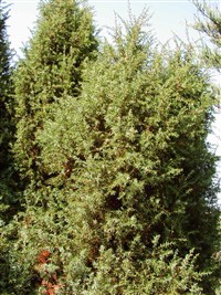 Hibernica [Род можжевельник – Juniperus L.]