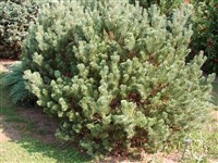 Hibernica [Род сосна – Pinus L.]