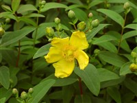 Hidcote [Род зверобой – Hypericum L.]