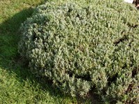 Hidcote [Род лаванда – Lavanda]