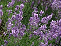 Hidrocout Blue [Род лаванда – Lavanda]