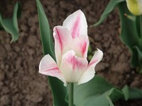 Holland Check [Род тюльпан – Tulipa L.]