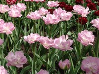 Holland Princess [Род тюльпан – Tulipa L.]
