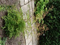 Horatio [Род арункус (волжанка, таволжник) – Aruncus Schaeffer]