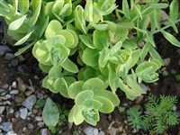 Humile [Род хилотелефиум – Hylotelephium H.Ohba]