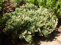 Humpy [Род сосна – Pinus L.]
