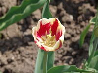 Ice Follis [Род тюльпан – Tulipa L.]