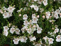 Iceberg [Род диасция – Diascia Link et Otto]