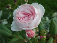 Iden Rose [Род роза (шиповник) – Rosa L.]