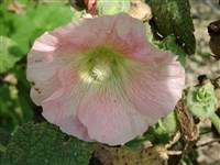 Indian Spring [Род шток-роза (проскурняк) – Alcea L.] (1)