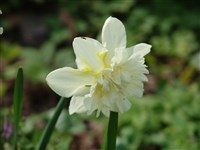 Inglescombe [Род нарцисс – Narcissus L.]