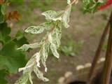 Itakuro Nishiki [Род ива – Salix L.] (2)