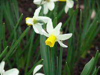 Jack Snipe [Род нарцисс – Narcissus L.]