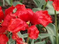 Janet Parrot [Род тюльпан – Tulipa L.]