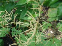 Jogannifest [Род арункус (волжанка, таволжник) – Aruncus Schaeffer]