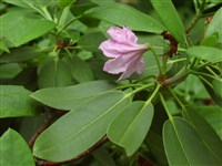 John R.Elcock [Род рододендрон – Rhododendron L.]