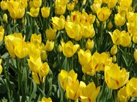 Jorgetta [Род тюльпан – Tulipa L.]