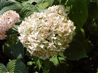 Joseph Banks [Род гортензия (гидрангия) – Hydrangea L.]