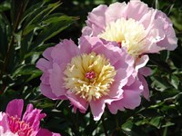 Joseph Christie [Род пеон – Paeonia L.]