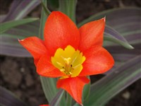 Juan [Род тюльпан – Tulipa L.]