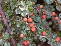 Juergl [Род кизильник – Cotoneaster Med.]