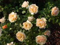 Kalthe Duvignean [Род роза (шиповник) – Rosa L.]