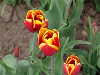 Kiss Nelis [Род тюльпан – Tulipa L.]