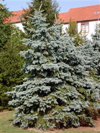 Koster [Род ель – Picea A.Dietr.] (1)