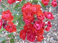 Kronjuvel [Род роза (шиповник) – Rosa L.]