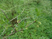 Laciniatum [Род смородина (крыжовник) – Ribes L.]