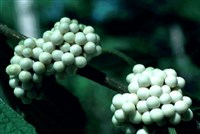 Lactea [Род красивоплодник – Callicarpa L.]