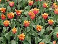 Lambada [Род тюльпан – Tulipa L.]