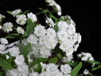 Lanceolata [Род спирея – Spiraea L.]
