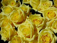 Landora [Род роза (шиповник) – Rosa L.]