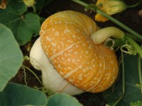 Large-Fruited Turk’s Turbans [Род тыква – Cucurbita L.]