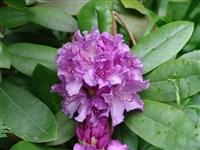 Lavender Queen [Род рододендрон – Rhododendron L.]