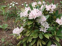 Le Progres [Род рододендрон – Rhododendron L.]