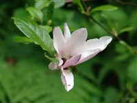 Lennei [Род магнолия – Magnolia L.]