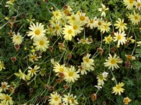 Levada Cream [Род аргирантемум – Argyranthemum Webb.ex Schultz-Bip.]