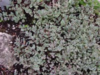 Lidakence [Род хилотелефиум – Hylotelephium H.Ohba]