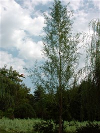 Liempde [Род ива – Salix L.]