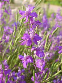 Lilac Spire [Род дельфиниум (живокость, шпорник) – Delphinium L.]