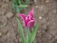 Lilac Time [Род тюльпан – Tulipa L.]