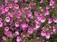 Little Charmer [Род диасция – Diascia Link et Otto]