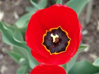London [Род тюльпан – Tulipa L.]