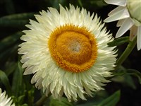Luteum [Род гелихризум (цмин, бессмертник) – Helichrysum Mill.]