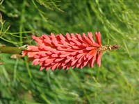Lye End [Род книфофия (книпхофия, тритома) – Kniphofia Moench]
