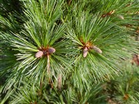 Macopin [Род сосна – Pinus L.]
