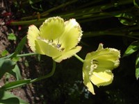 Maja [Род тюльпан – Tulipa L.]